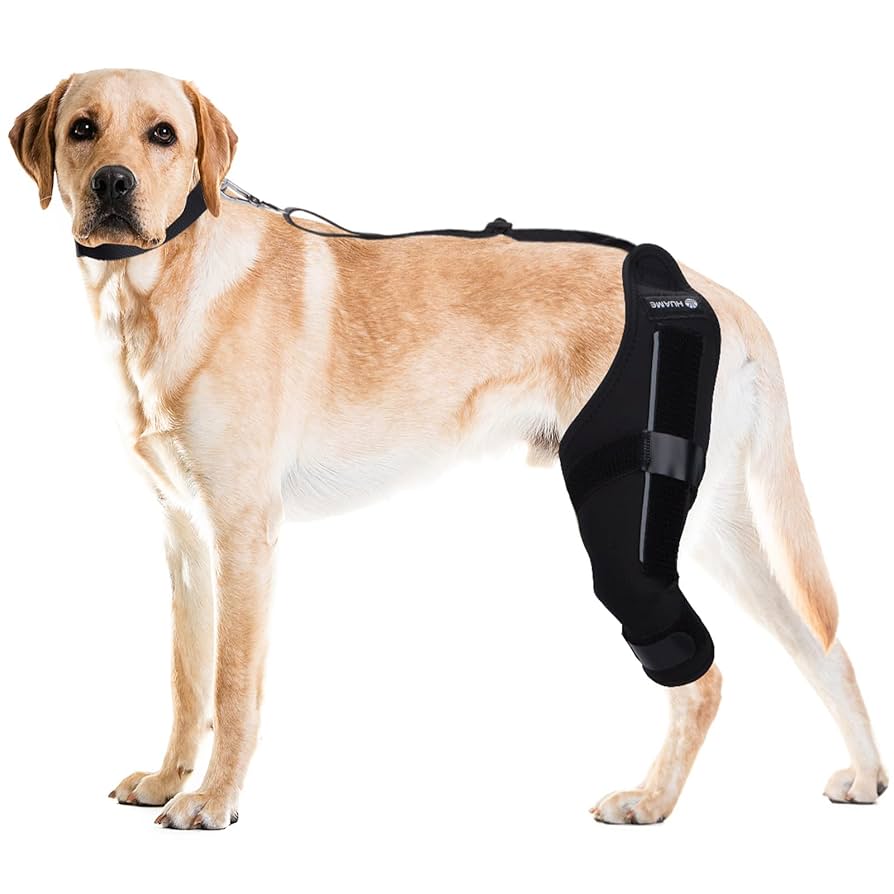 犬用右後肢サポーターＬサイズ 犬用右後肢サポーターLサイズ